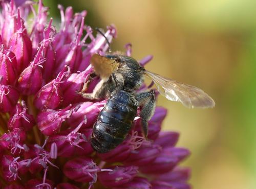 Andrena sp.